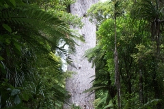 Kauri-Baum