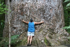 Kauribaum Größe