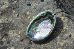 Pau / Abalone