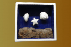 Muscheln-scaled